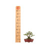 Lonicera nitida - B5262