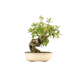 Pyracantha  spp. - B5274
