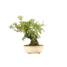 Pyracantha  spp. - B5274