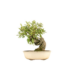 Pyracantha  spp. - B5274