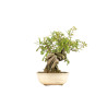 Pyracantha  spp. - B5274