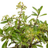 Pyracantha  spp. - B5274