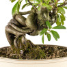 Pyracantha  spp. - B5274