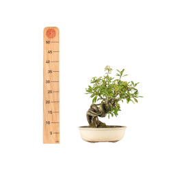 Pyracantha  spp. - B5274