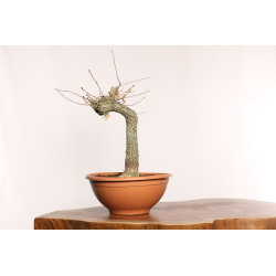 Quercus faginea - Y0002