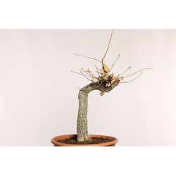 Quercus faginea - Y0002