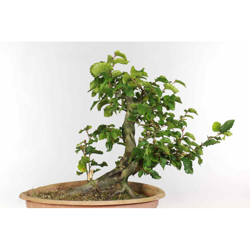 Fagus sylvatica - B1334