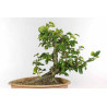Fagus sylvatica - B1334