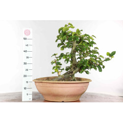 Fagus sylvatica - B1334