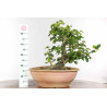 Fagus sylvatica - B1334