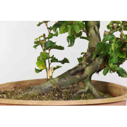 Fagus sylvatica - B1334
