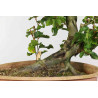 Fagus sylvatica - B1334