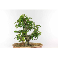 Fagus sylvatica - B1334