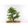 Fagus sylvatica - B1334