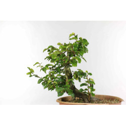 Fagus sylvatica - B1334