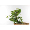 Fagus sylvatica - B1334