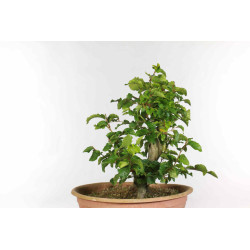 Fagus sylvatica - B1334