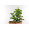 Fagus sylvatica - B1334