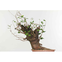Prunus mahaleb - B1359