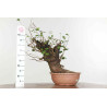 Prunus mahaleb - B1359