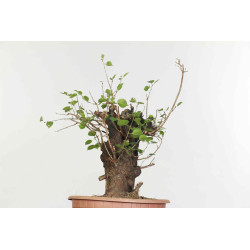 Prunus mahaleb - B1359