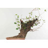 Prunus mahaleb - B1359