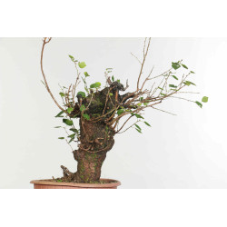 Prunus mahaleb - B1359