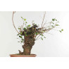 Prunus mahaleb - B1359