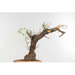 Prunus mahaleb - B1374