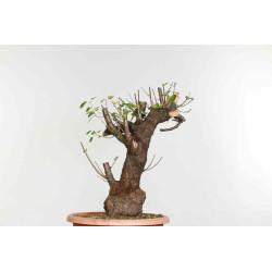 Prunus mahaleb - B1374