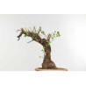 Prunus mahaleb - B1374