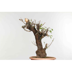 Prunus mahaleb - B1374
