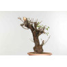 Prunus mahaleb - B1374