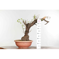 Prunus mahaleb - B1374