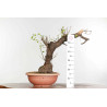 Prunus mahaleb - B1374