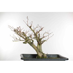 Fagus sylvatica - B1579