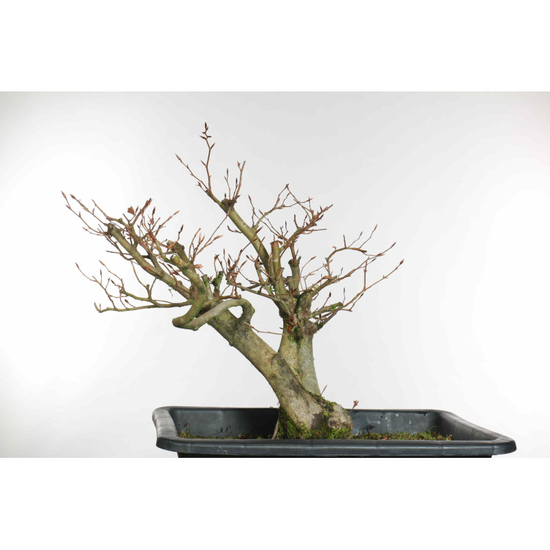 Fagus sylvatica - B1579