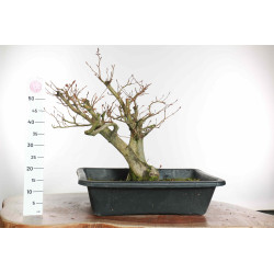 Fagus sylvatica - B1579