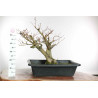 Fagus sylvatica - B1579