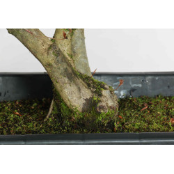Fagus sylvatica - B1579