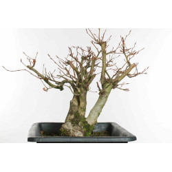 Fagus sylvatica - B1579