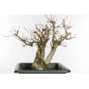 Fagus sylvatica - B1579