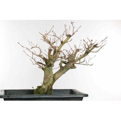 Fagus sylvatica - B1579