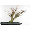 Fagus sylvatica - B1579