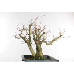 Fagus sylvatica - B1579