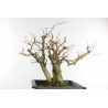 Fagus sylvatica - B1579