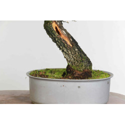 Quercus faginea - B1585