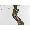 Quercus faginea - B1585
