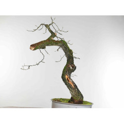Quercus faginea - B1585