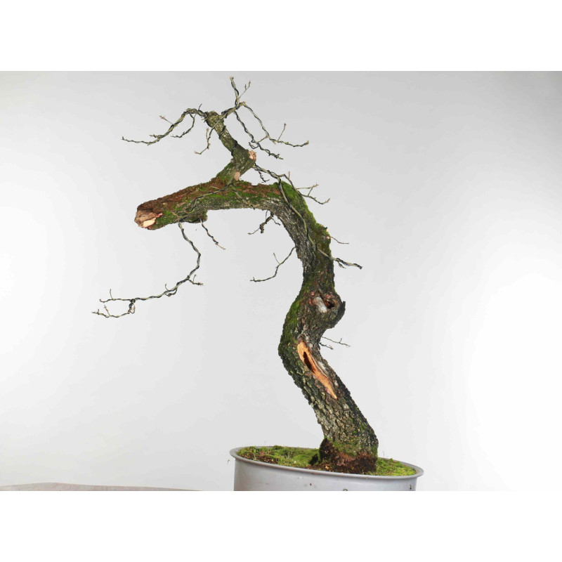 Quercus faginea - B1585